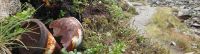 Alpen Littering - Logo Dose gelittert